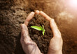 © candy1812 - Woman hands taking care of a seedling in the soil.