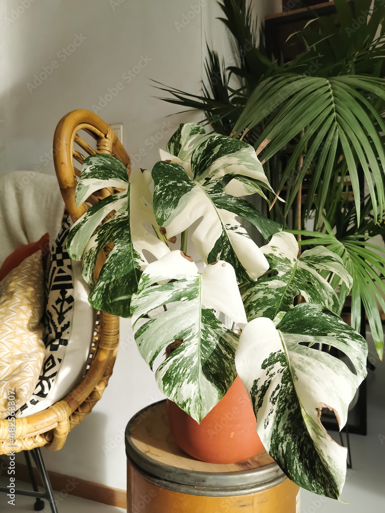 Monstera albo borsigiana or variegated monstera houseplant. Highly  variegated full plant in an urban jungle interior Stock Photo | Adobe Stock
