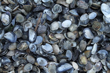 shell regional park po delta ferrara ravenna marsh with marine birds and molluscs winter with fog