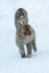 Wall Mural - The Japanese macaque walking on the snow. Front view. The Japanese macaque ( Scientific name: Macaca fuscata), also known as the snow monkey. Winter season. Natural habitat.