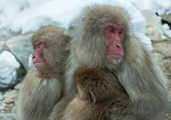 Poster - Snow monkeys. The Japanese macaque ( Scientific name: Macaca fuscata), also known as the snow monkey. Winter season. Natural habitat. Japan.