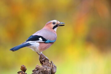 Wall Mural - Eurasian jay, garrulus glandarius, sitting on wood in color autumn nature. Wild passerine singing on branch with orange and yellow background. Little bird resting on tree in fall.