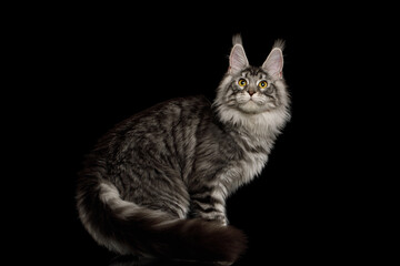 Wall Mural - Silver color maine coon cat sitting with furry tail and looking in camera on Isolated black background, side view