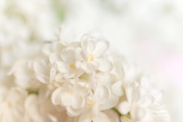 Poster - Blooming white lilac flowers. Natural background of white lilac flowers.