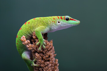 Wall Mural - Male Day Gecko (Phelsuma) from Madagascar are territorial. He will attack other males if enters his territory. Only female Gecko are allowed into the territory.