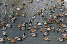 Top View Stock Photography Of Many Wild Ducks Swimming In Cold Winter Water Outdoor