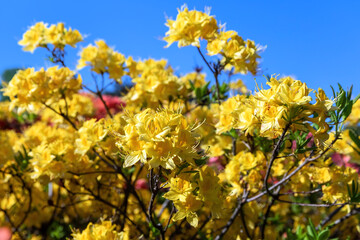 Poster - Floral background with azalea or rhododendron plant