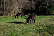 group of donkeys grazing in the field
