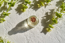 A Bottle Of Essential Oil With Fresh Blooming Basil Plant In Sunlight