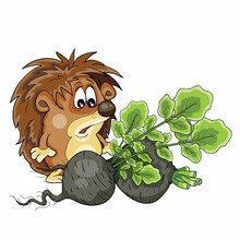 Hedgehog Looks With Surprise At A Big Ripe Black Radish, Cartoon Illustration, Isolated Object On A White Background, Vector,