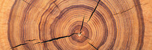 Old Wood Texture With Annual Rings And Cracks. Wooden Background