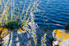 A Bumblebee On A Purple Flower. Gray Stones And Blue Ocean Water In The Background
