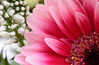 Intensiv rosa Gerbera in weißem Blumenstrauß für Muttertag, Valtentinstag