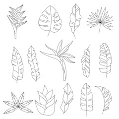 Wall Mural - Stylized tropic leaves. Objects isolated on white background. Black and white contour monochrome illustration.  Coloring book style.