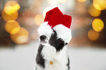 Wall Mural - black and white border collie dog near the christmas pine brunches with red ball