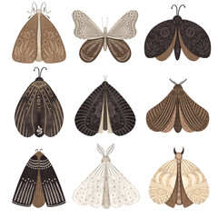 black and brown moths set with abstract decorative modern floral and celestial design, isolated illu