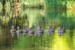 A chorus line of mallard ducks