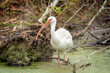 White ibis foraging 