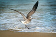 Kicking up waves. Gull on shoreline