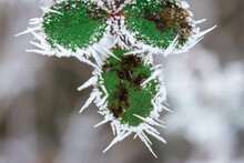 Green Leaves Covered With Spiky Ice Frost Close-up Photo In Winter.