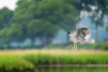 Yellow-crowned Night Heron Coming In For A Landing