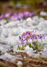 Close Up Spring Crocus Flower In The Melting Snow In The Sun