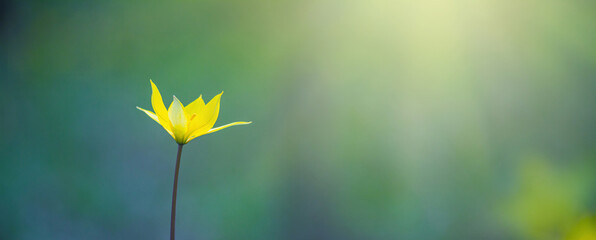 Canvas Print - Single yellow wild tulip or woodland tulip flower, selective focus, banner, on a blurred background of the spring deciduous forest