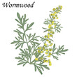 Artemisia absinthium. Blooming Wormwood bush with yellow flowers, realistic vector illustration.