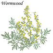 Wormwood (Artemisia absinthium) medicinal plant, vector illustration.