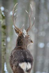 Fototapete - Male deer in the winter forest. Animal in natural habitat