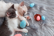 Couple Cute Kittens In Love Sleep Nap Together Hugging Easter Colorful Eggs On Gray Fluffy Plaid. 2 Two Cats Pets Animal Relax Have Sweet Dreams On Bed At Cozy Home. Happy Easter Concept