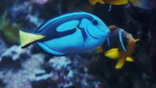 Pacific Blue Tang Fish Or Palette Surgeonfish Paracanthurus Hepatus