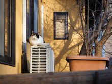 エアコンの室外機の上で暖をとる昼下がりに日光浴をしているかわいい野良猫
