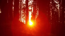Beautiful Time Lapse Shot Of The Sun Setting Behind A Group Of Trees In Kings Canyon National Park In California