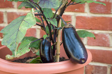 Closeup Of Aubergine Eggplant Growing Outside UK