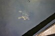 Żłów nurkujący w wodzie
