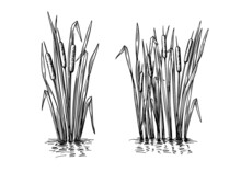 Black Reeds Sketch Set In Vintage Style. Vector Retro Illustration Element. Spring Floral Nature Background Vector