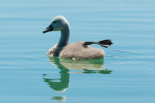 Young Swan Swimming In The Calm Water With Visible Reflection