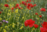 Fototapeta Krajobraz - Field with poppies and wildflowers,  Shallow depth of field. 