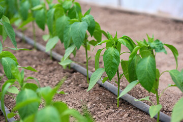 Wall Mural - greenhouse with pepper plant and drip irrigation system- selective focus