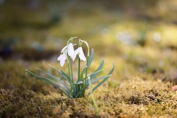 Wall Mural - Blooming galanthus (snowdrops) flowers in a park. Early spring. Purity, peace, joy, Easter theme. Nature, landscaping, gardening, environmental conservation. Sunshine, golden hour, soft sunlight