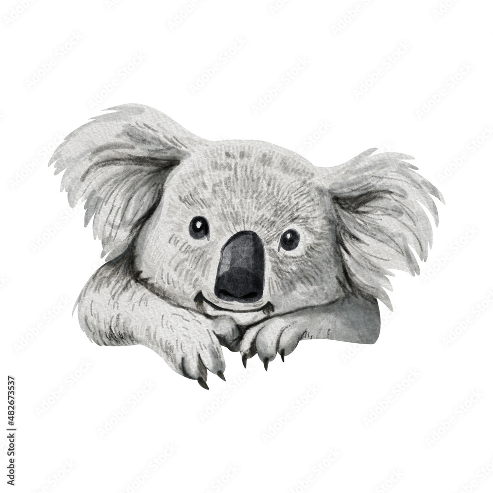 Watercolor illustration of cute koala isolated on white background ...