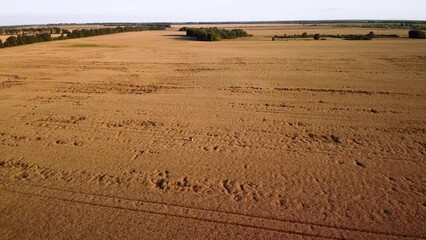 Poster - Aerial video of huge field of ripe wheat in the evening. Young girl walking in the wheat, admiring the beauty of nature