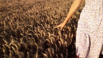 Canvas Print - Close-up footage of a young girl in light dress walking in the grain, touches ripe ears of rye. Slow-motion video of a girl walking in the field of rye