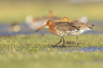 Poster - Couple of Black Tailed Godwit with Bright Background