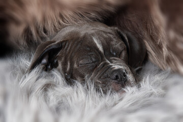 Wall Mural - Old english bulldog puppy sleeping on a fur