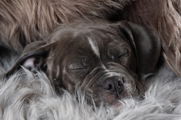 Wall Mural - Old english bulldog puppy sleeping on a fur