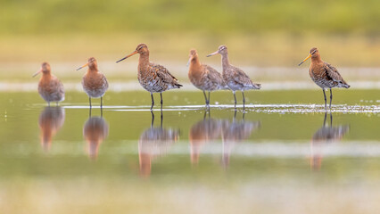 Canvas Print - Group of Black Tailed Godwit with Bright Background