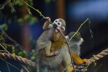 The Dwarf Monkey Saimiri Sits On The Back Of An Adult Monkey.Saimiri Sciureus