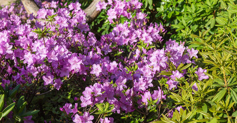 Poster - Floral background with azalea or rhododendron plant